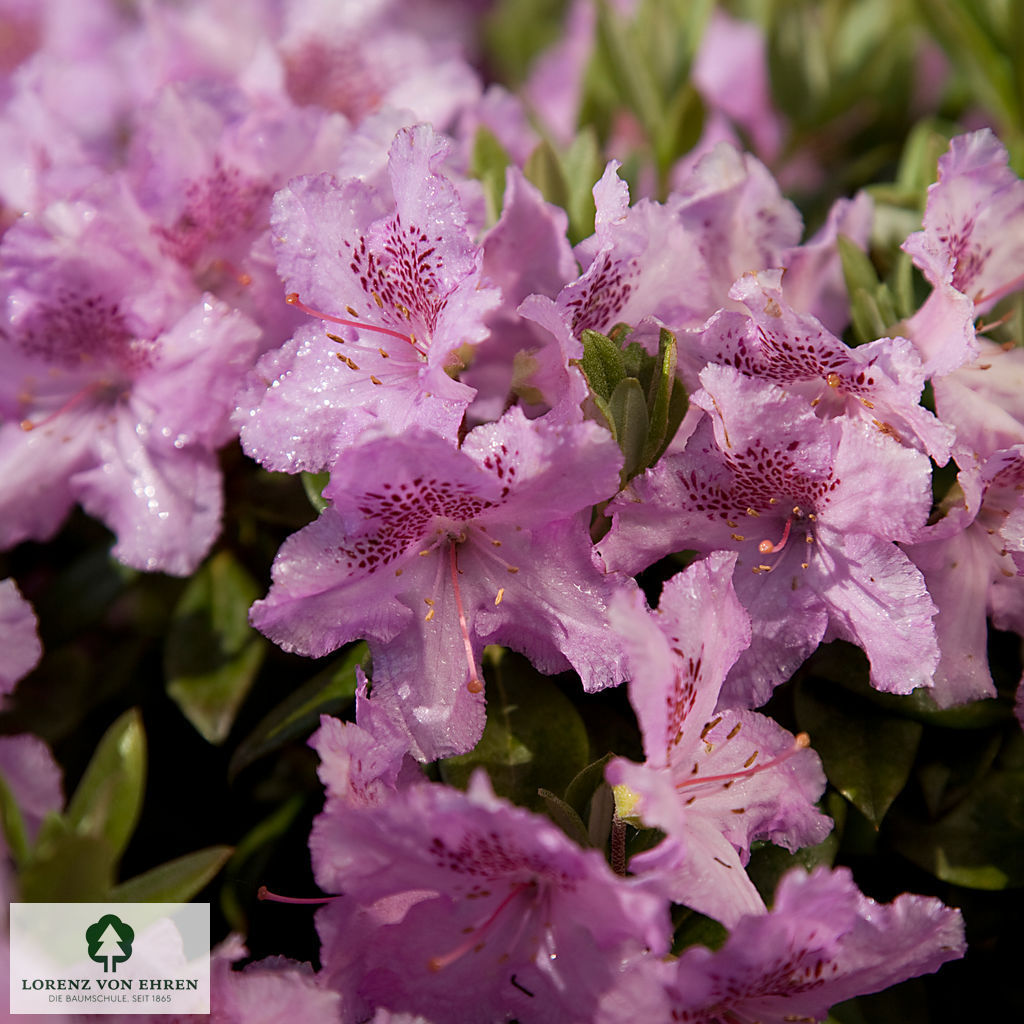 Rhododendron saluenense 'Lavendula'