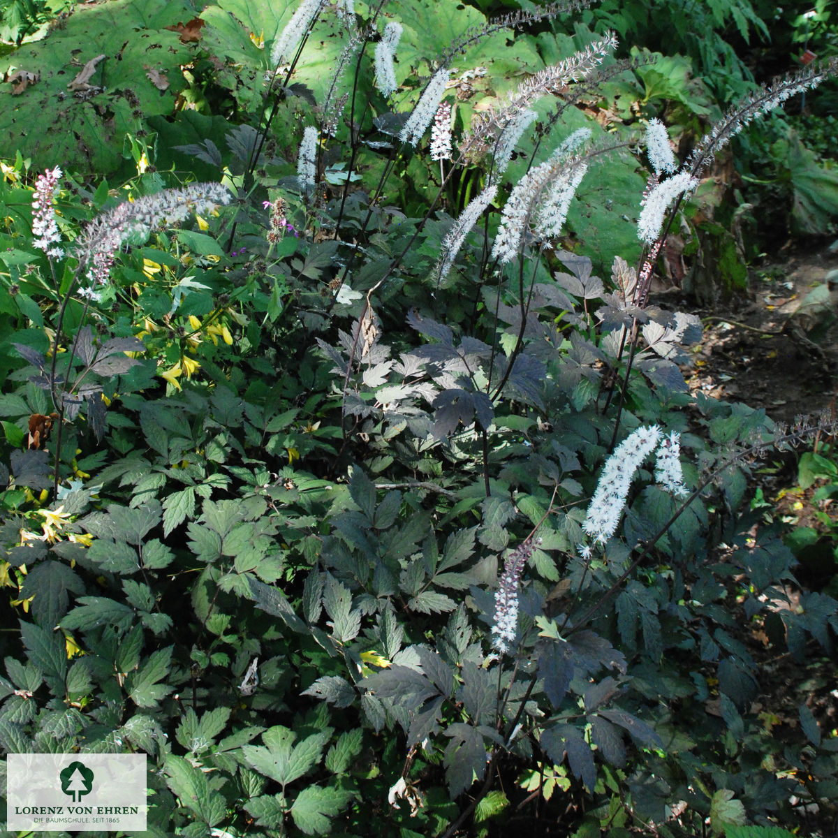 Cimicifuga simplex 'Brunette'