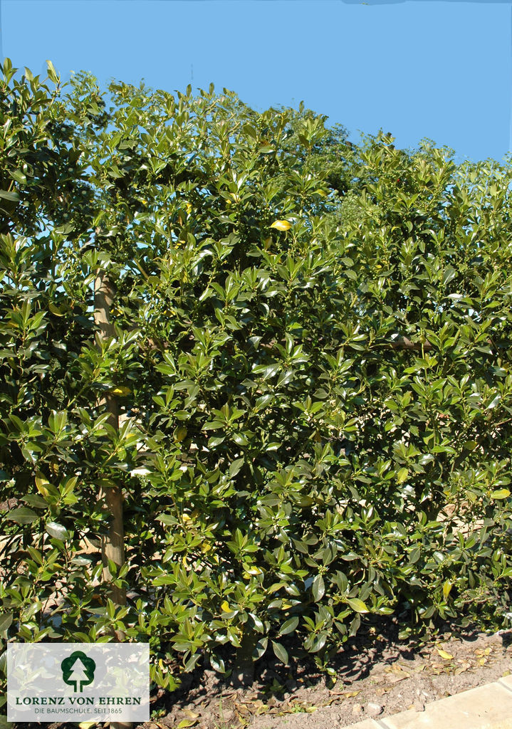 Ilex aquifolium 'Pyramidalis'