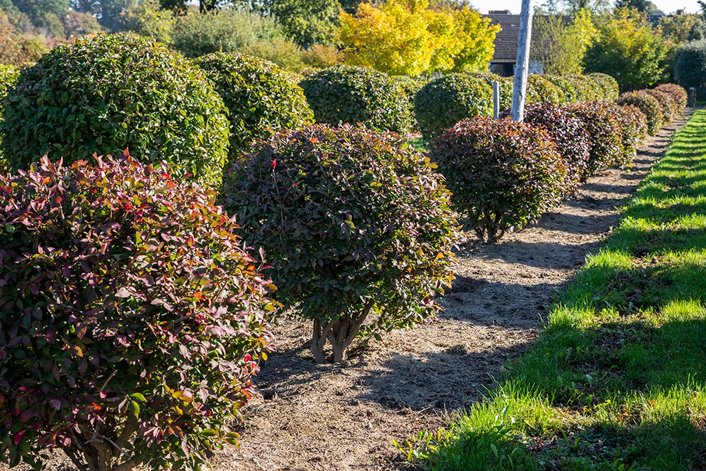 Rotlaubige Kugel von Euonymus