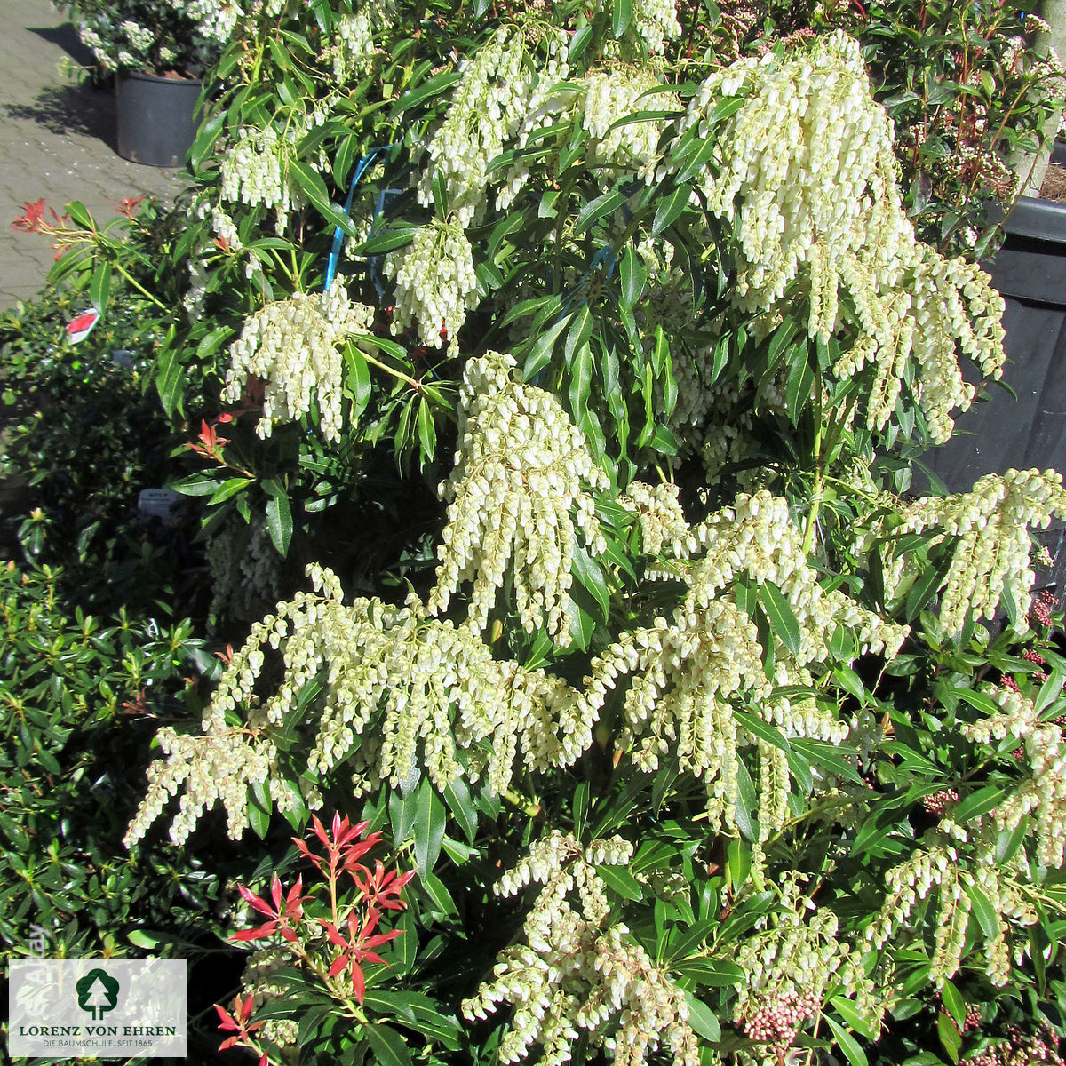 Pieris japonica 'Forest Flame'