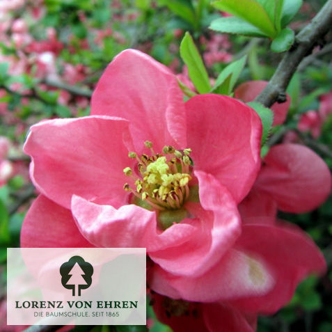 Chaenomeles 'Pink Lady'