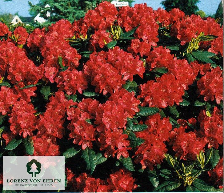 Rhododendron Hybride 'Hachmanns Feuerschein'