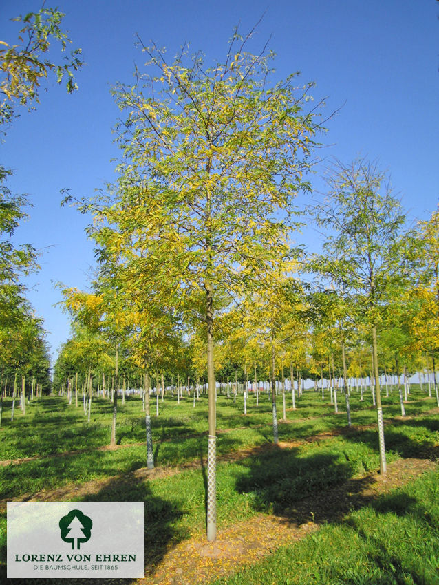 Gleditsia triacanthos