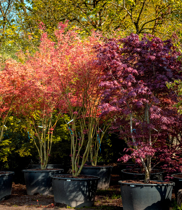 Acer in Sorten Buntlaubige Sträucher