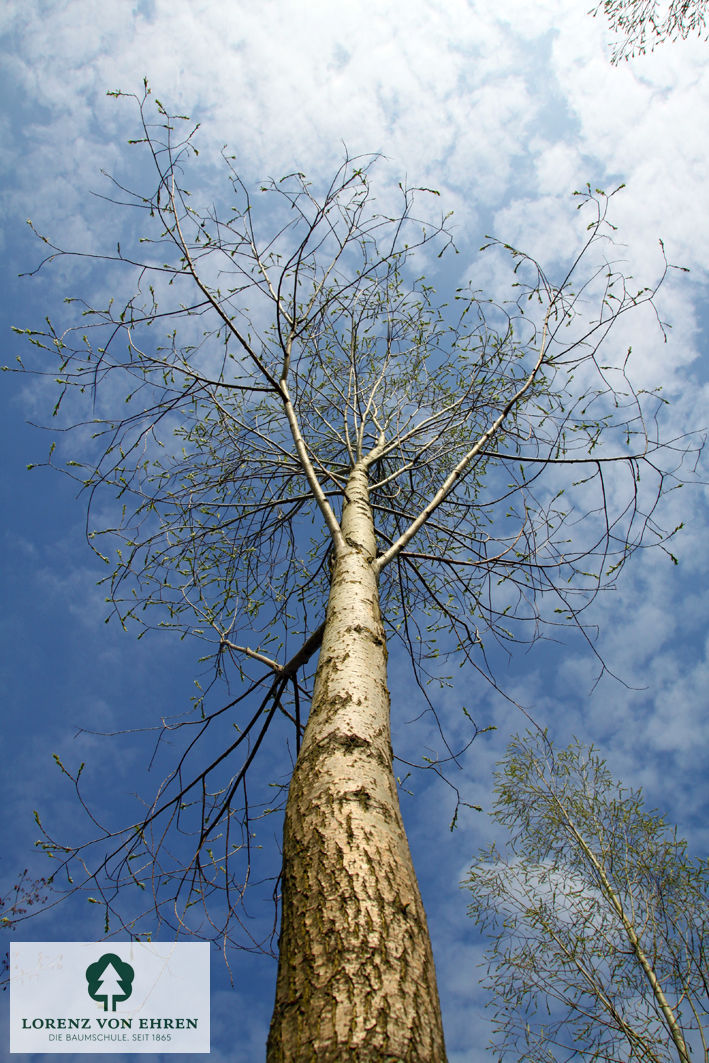 Salix alba 'Liempde'