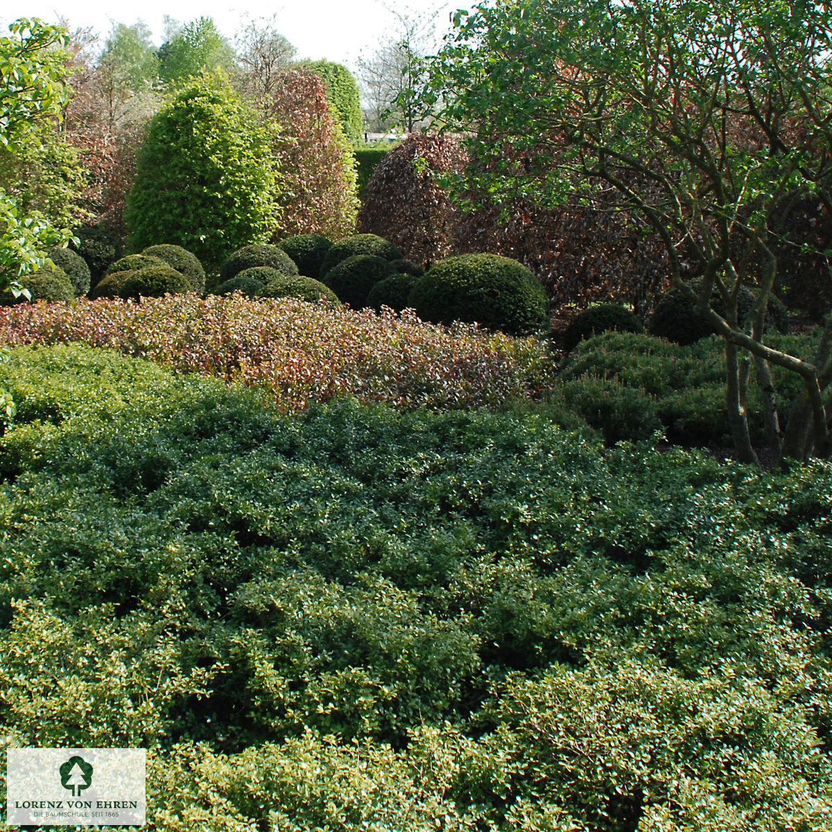 Ilex crenata 'Green Lustre'