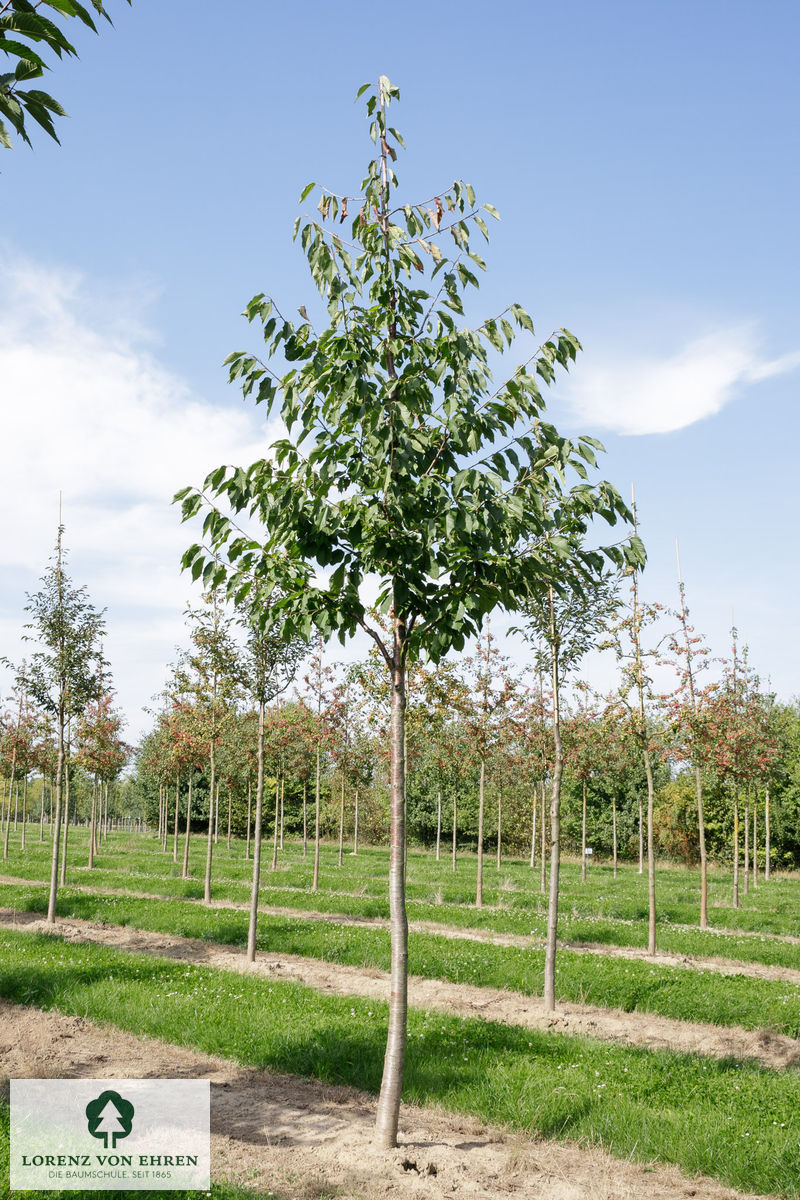 Prunus avium 'Plena'