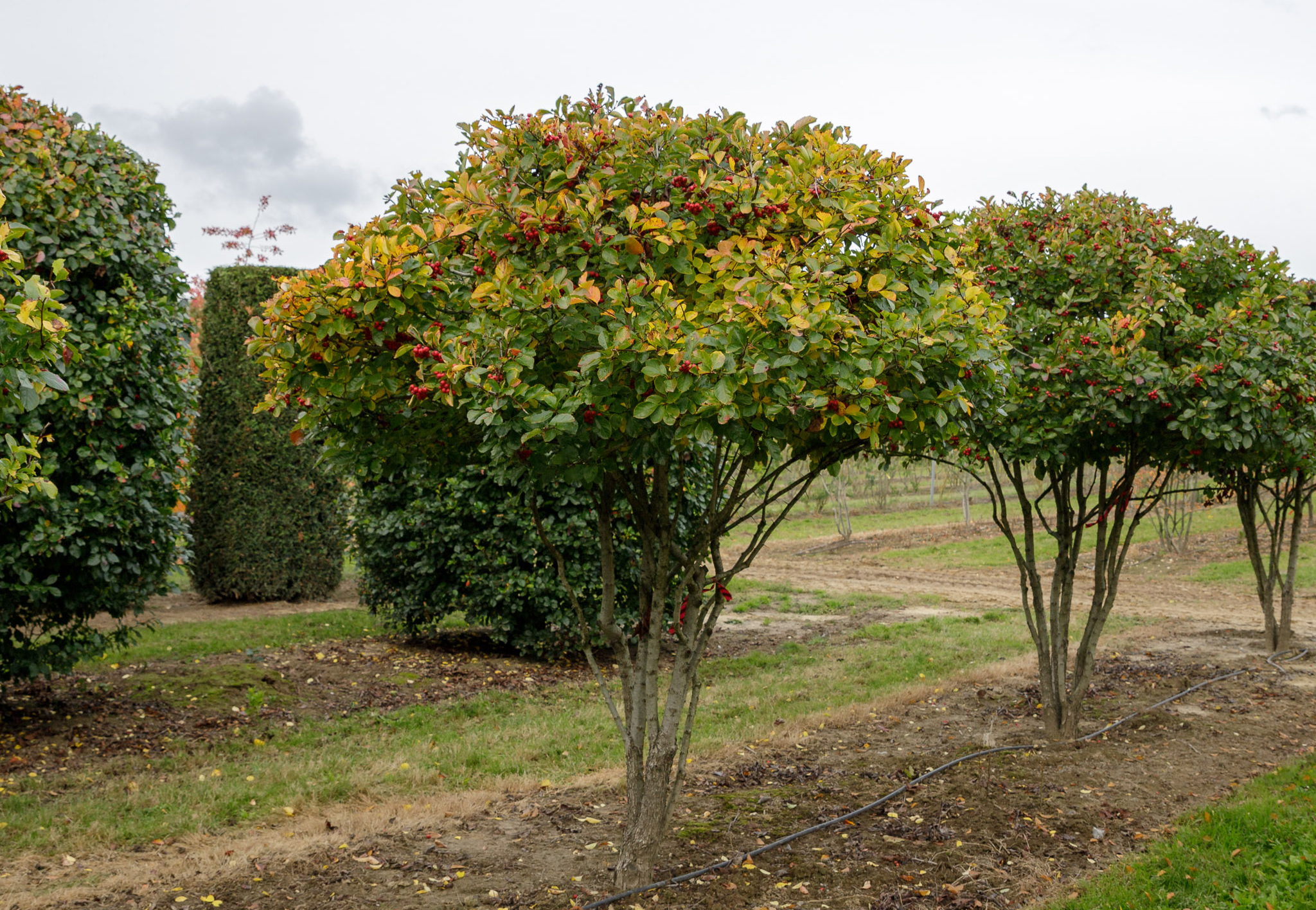 Schrimförmige Bäume im Herbst