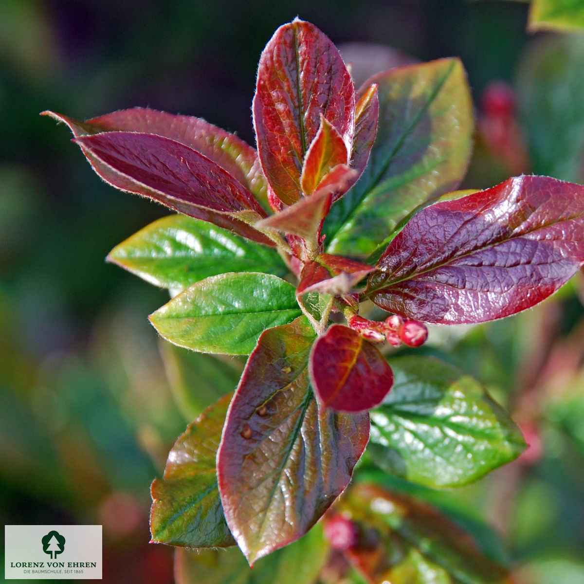 Cotoneaster acutifolius