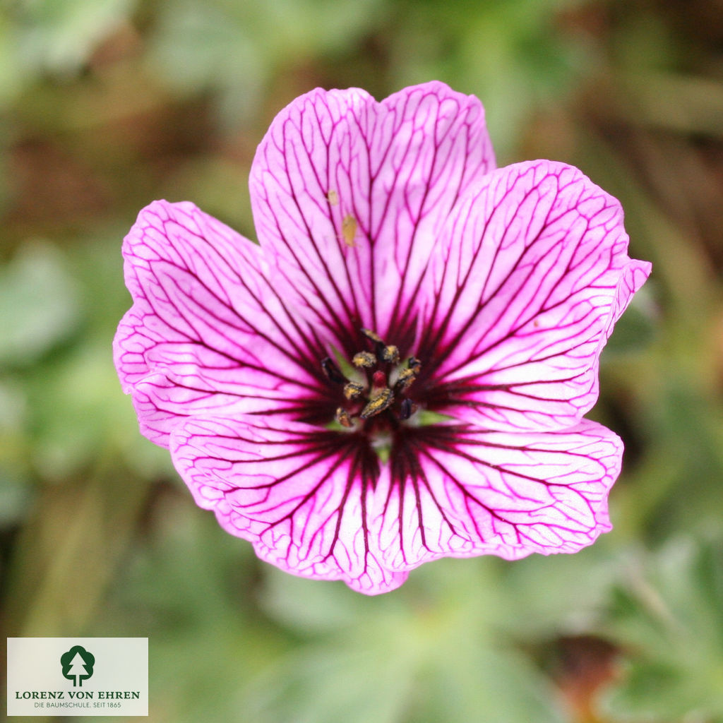 Geranium cinereum 'Ballerina'