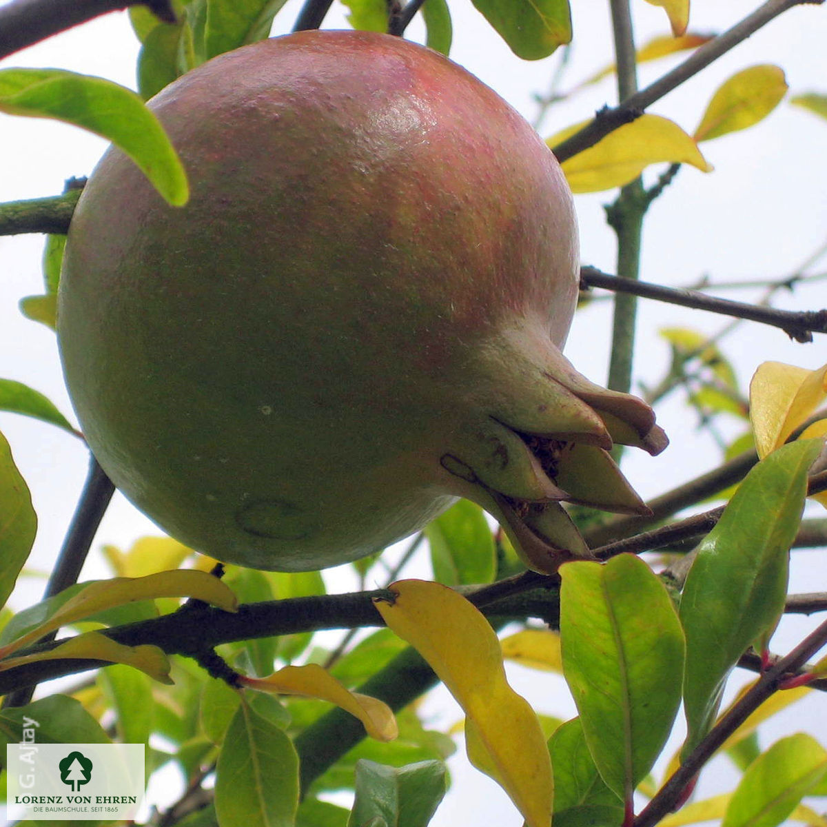 Punica granatum