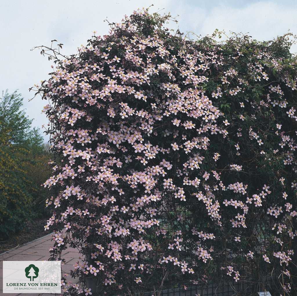 Clematis montana 'Tetrarose'