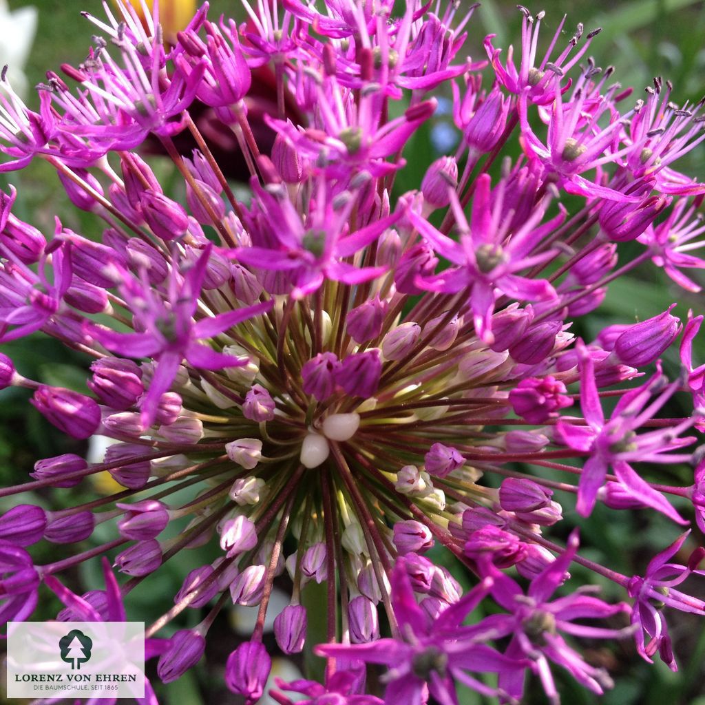 Allium giganteum