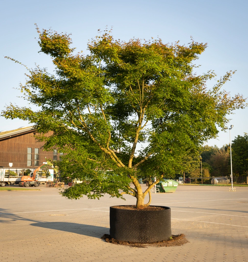 Acer palmatum VJ