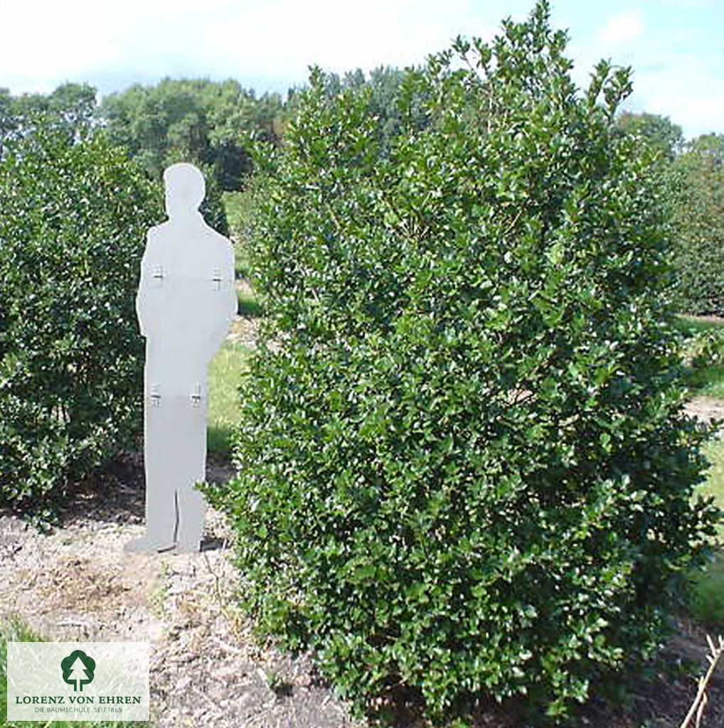 Ilex meserveae 'Blue Prince'