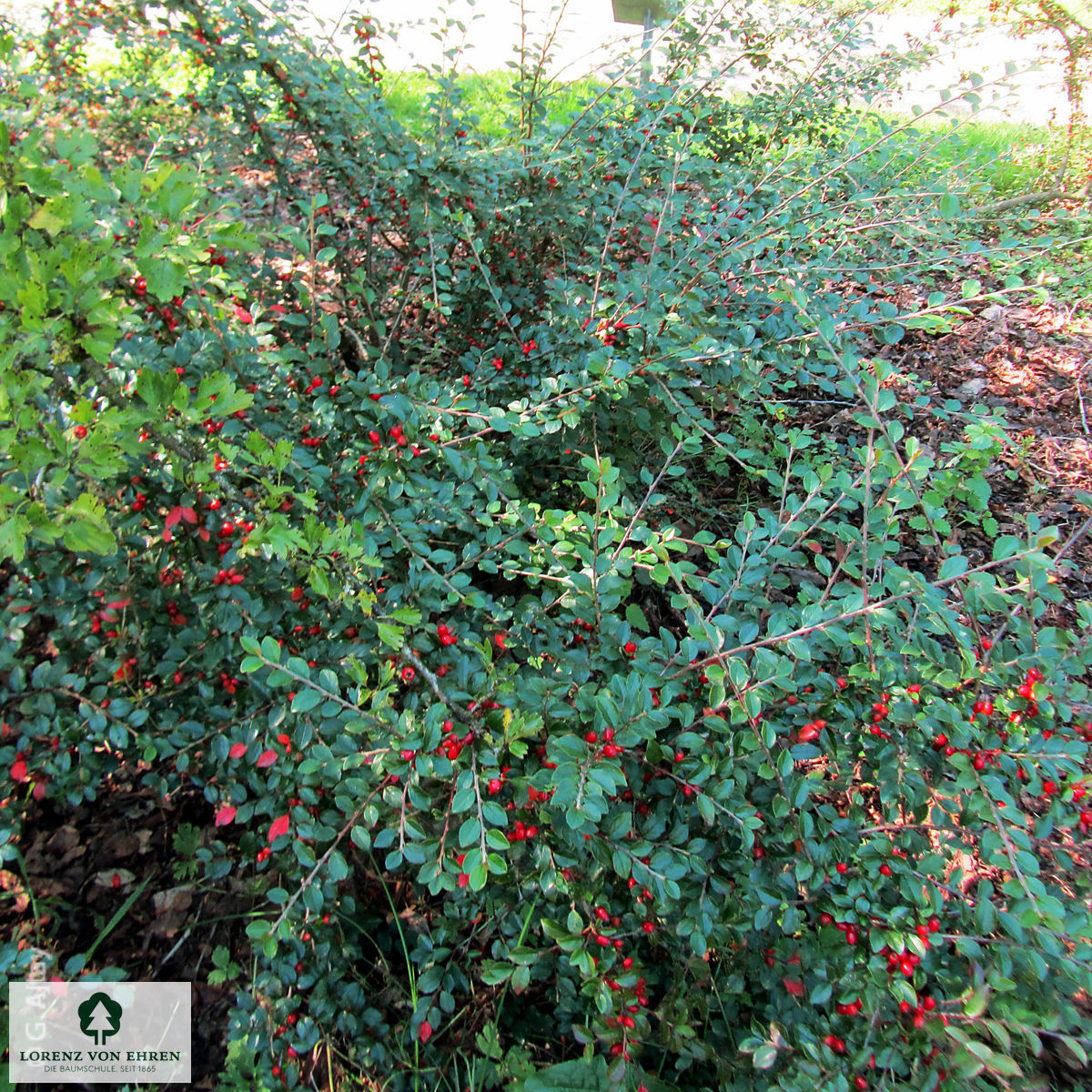 Cotoneaster divaricatus