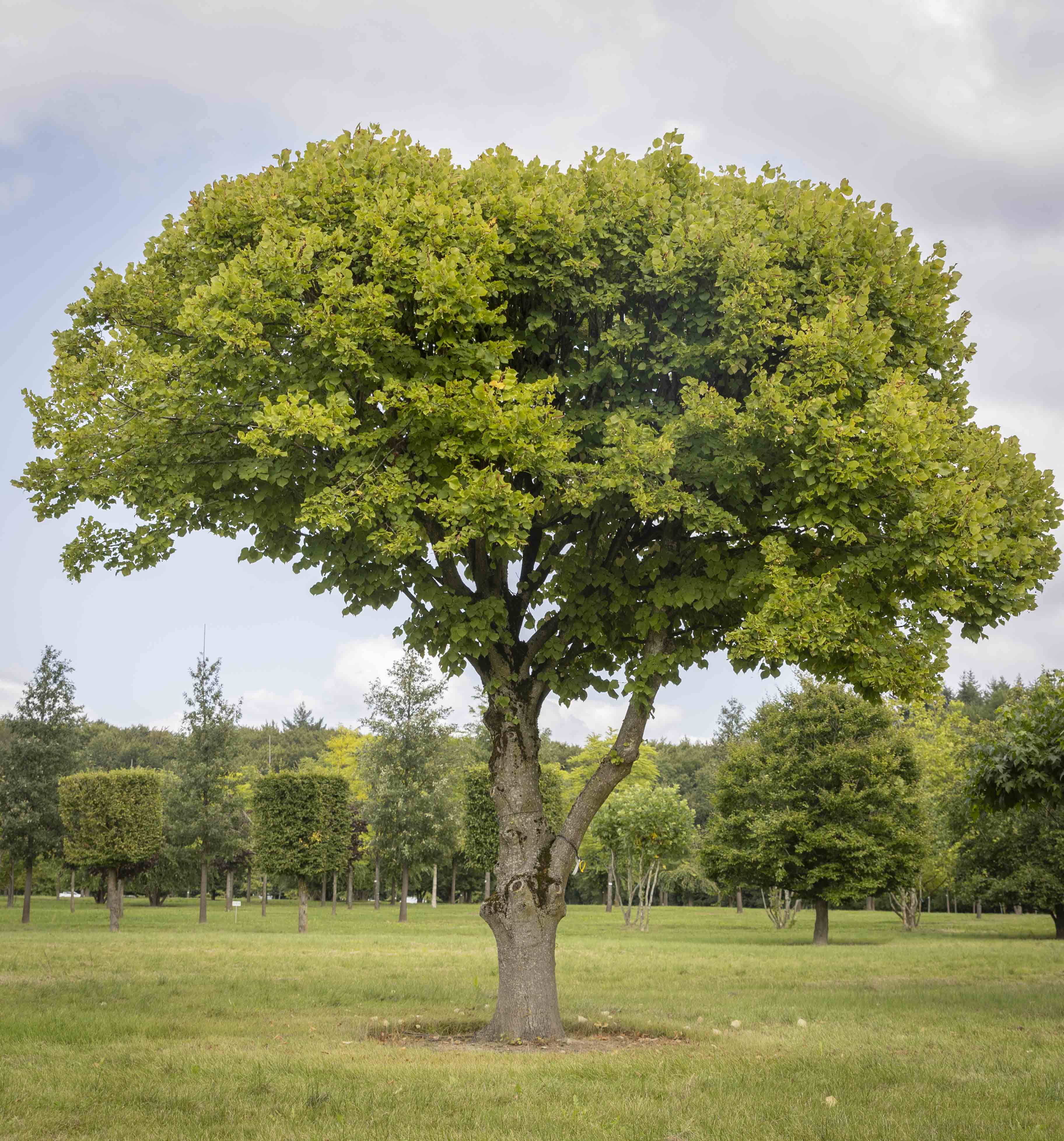 Tilia platyphyllos Unikat