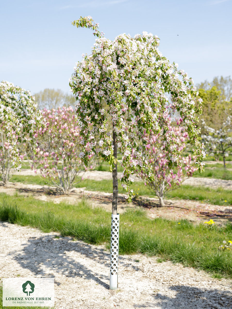 Malus 'Red Jade'