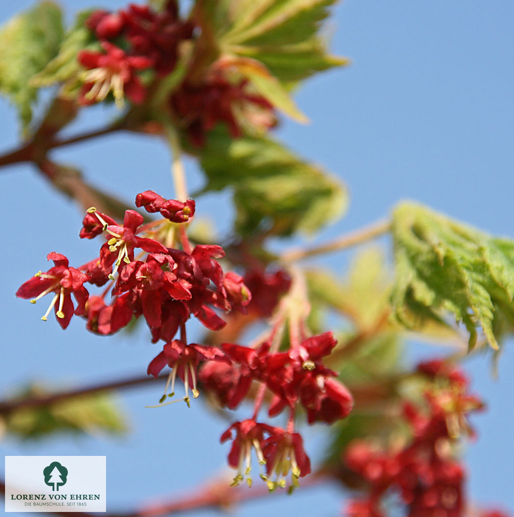 Acer japonicum 'Aconitifolium'