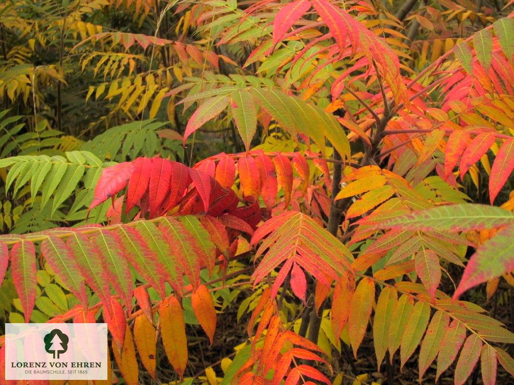 Rhus typhina