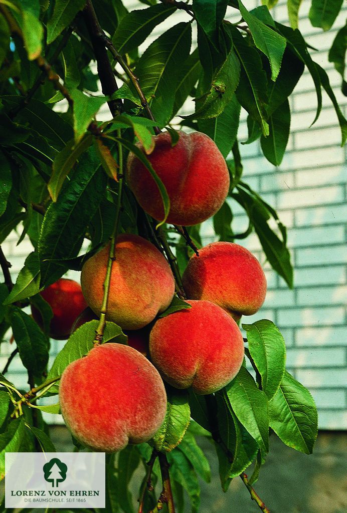 Prunus persica 'Kernechter vom Vorgebirge'