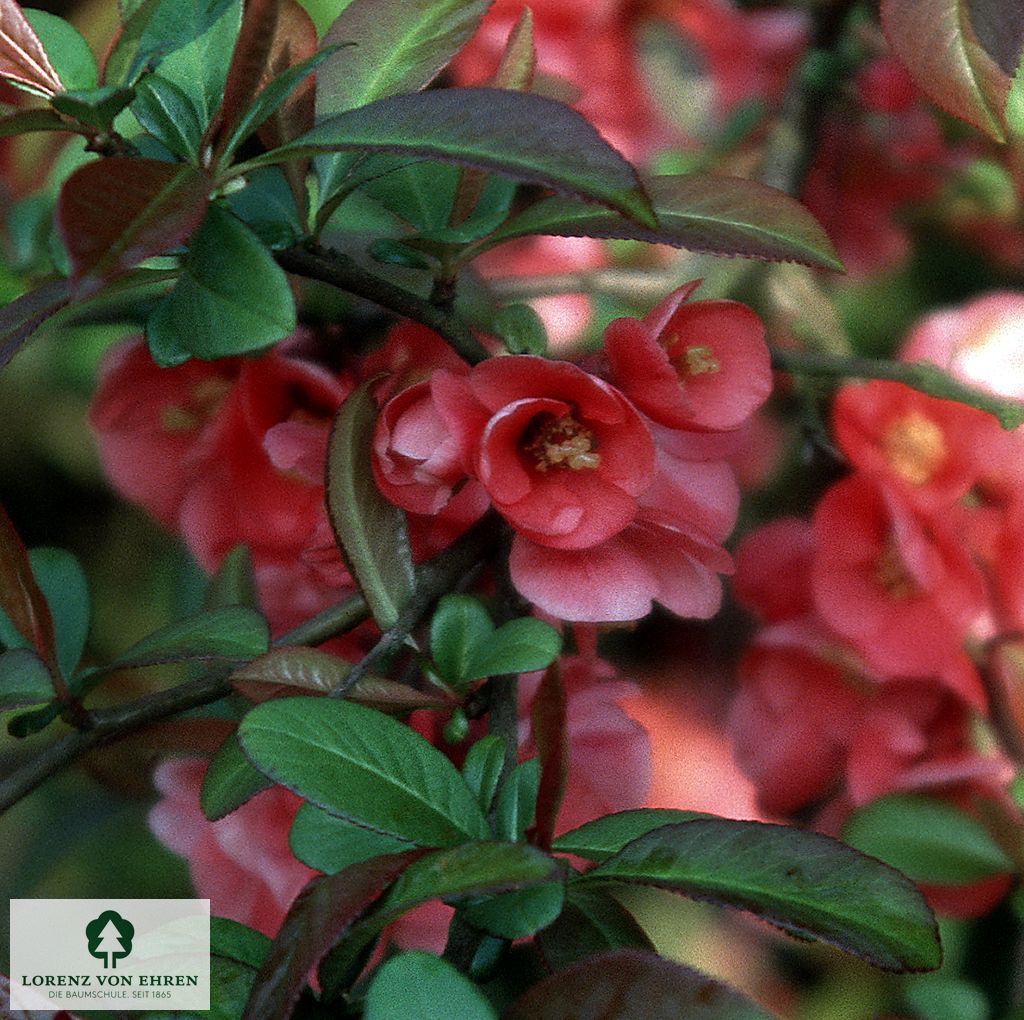 Chaenomeles 'Pink Lady'