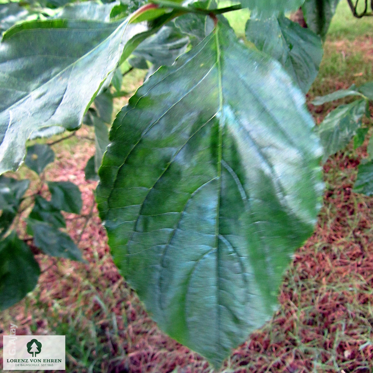 Cornus nuttallii