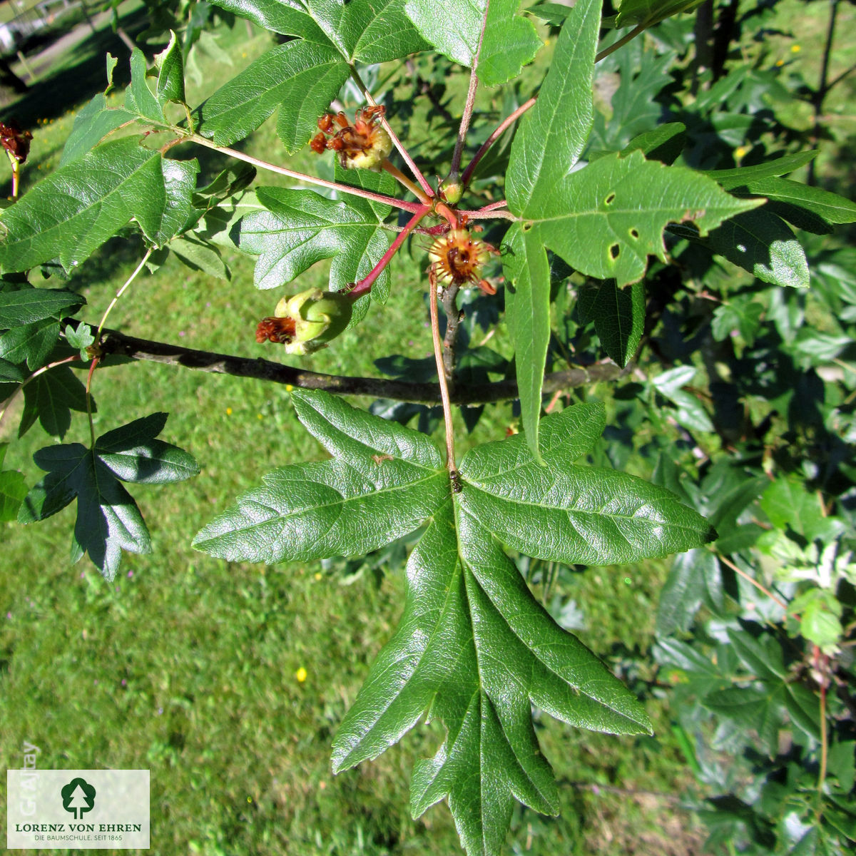 Malus trilobata