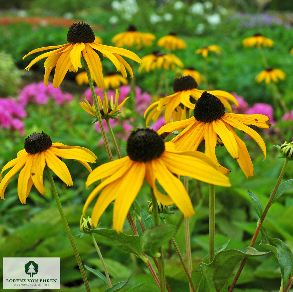 Rudbeckia fulgida 'Goldsturm'