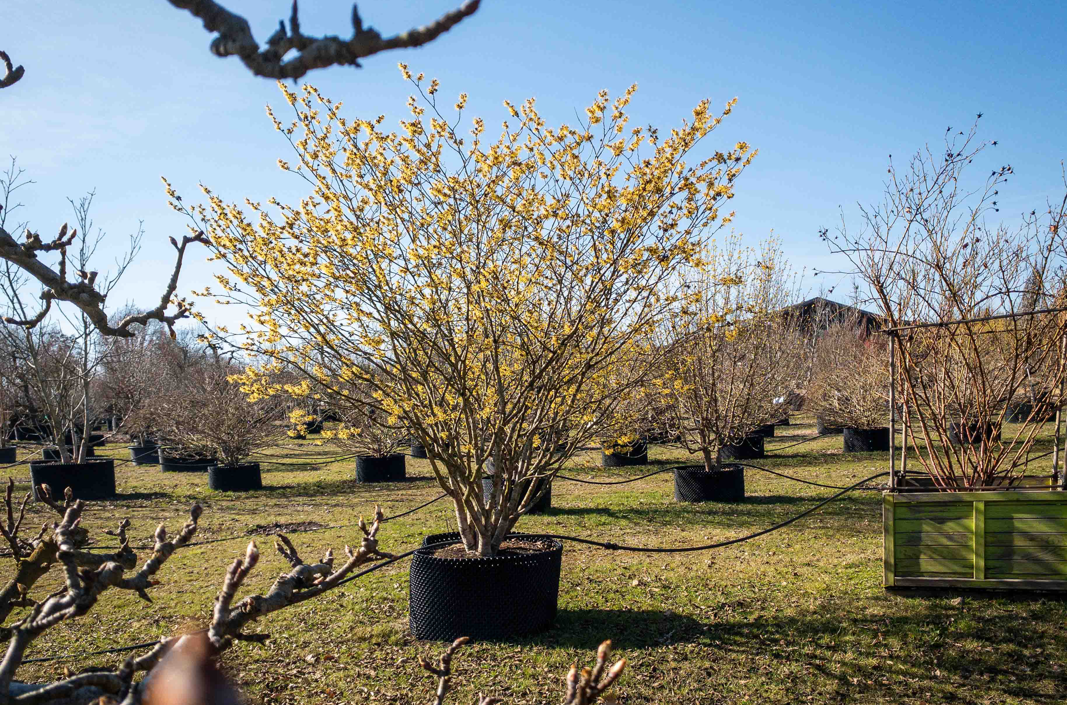 Baum gelbe Blüte