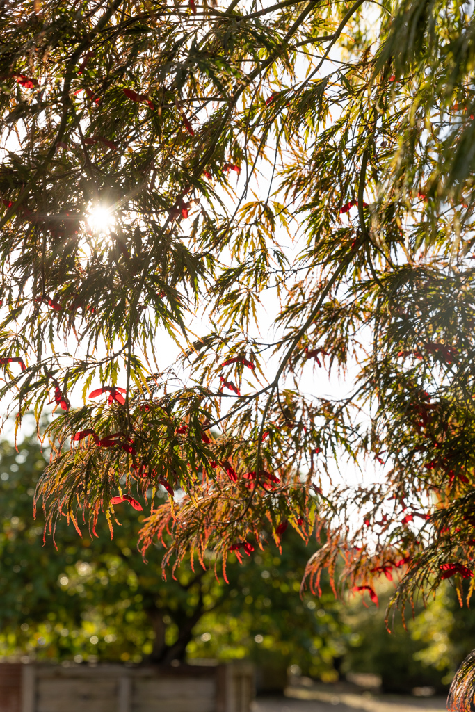 Acer palmatum 'Dissectum' VJ