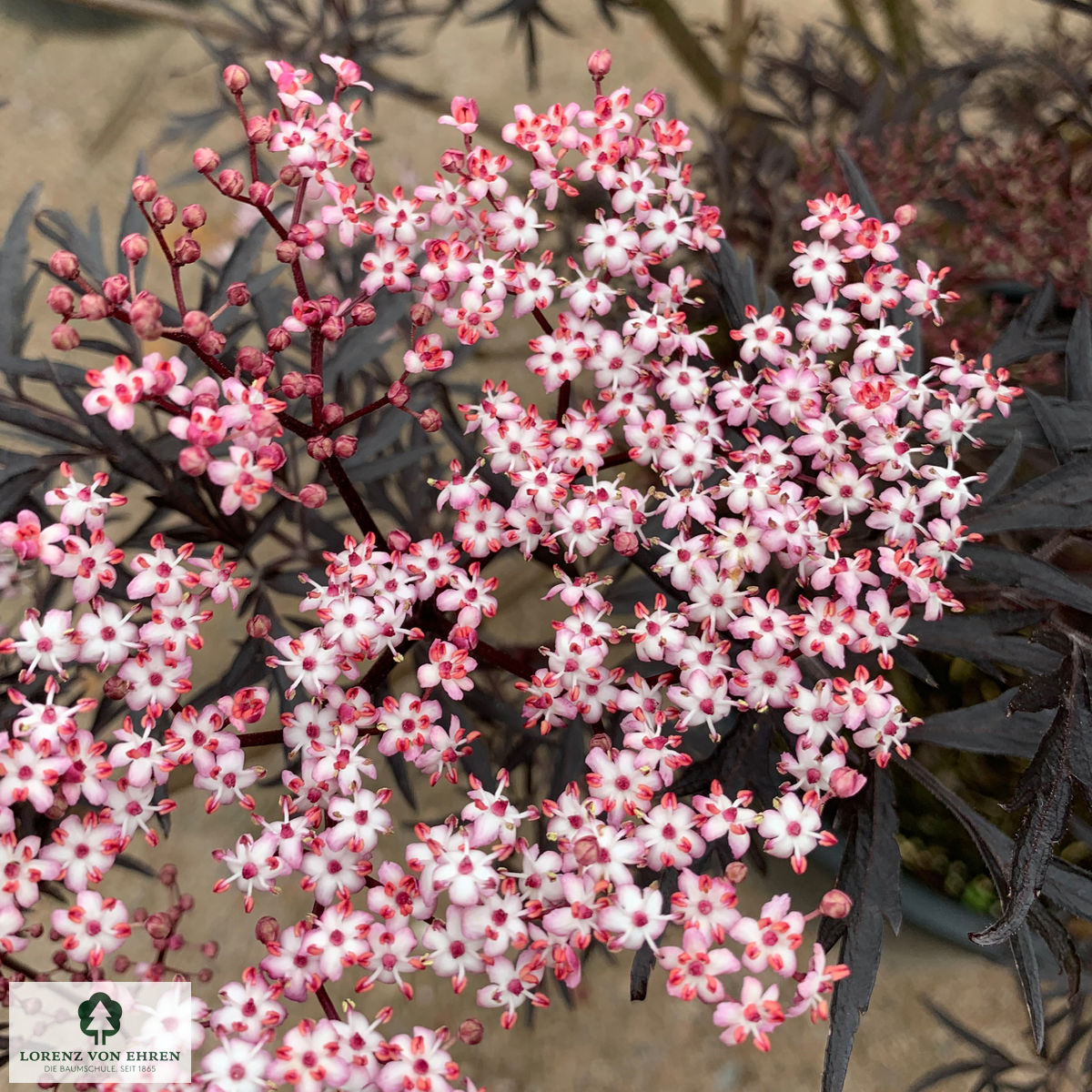 Sambucus nigra 'Black Lace'