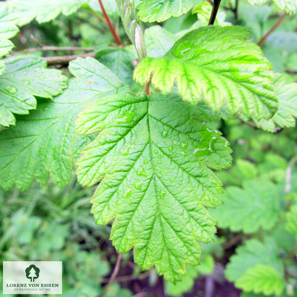 Holodiscus discolor ariifolius