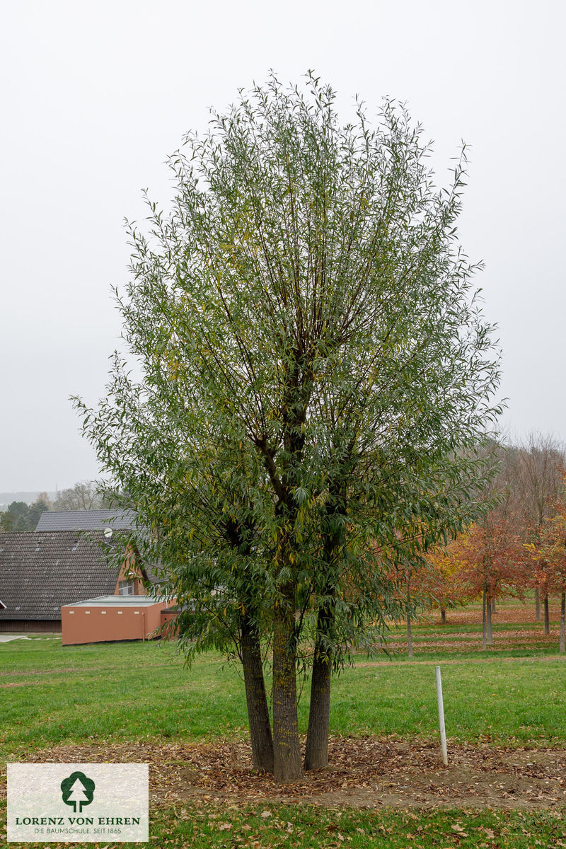 Salix alba