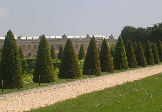 Eiben als große Kegel in Versailles