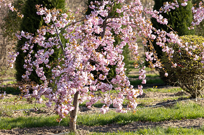 Prunus serrulata kiku Frühlingsblüte Ein bizarr gewachsener Solitär im rosa Blütenkleid