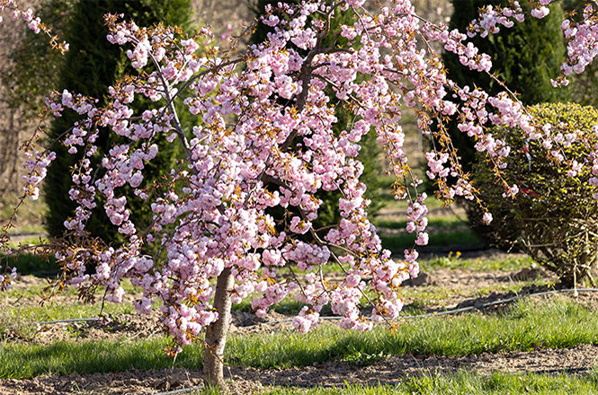 Ein bizarr gewachsener Solitär im rosa Blütenkleid