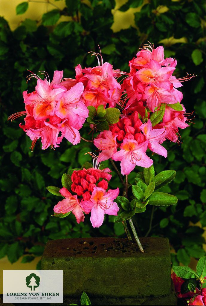 Rhododendron Azalea 'Juniduft'