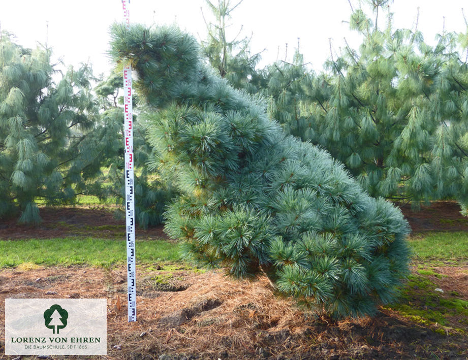 Pinus strobus 'Macopin'