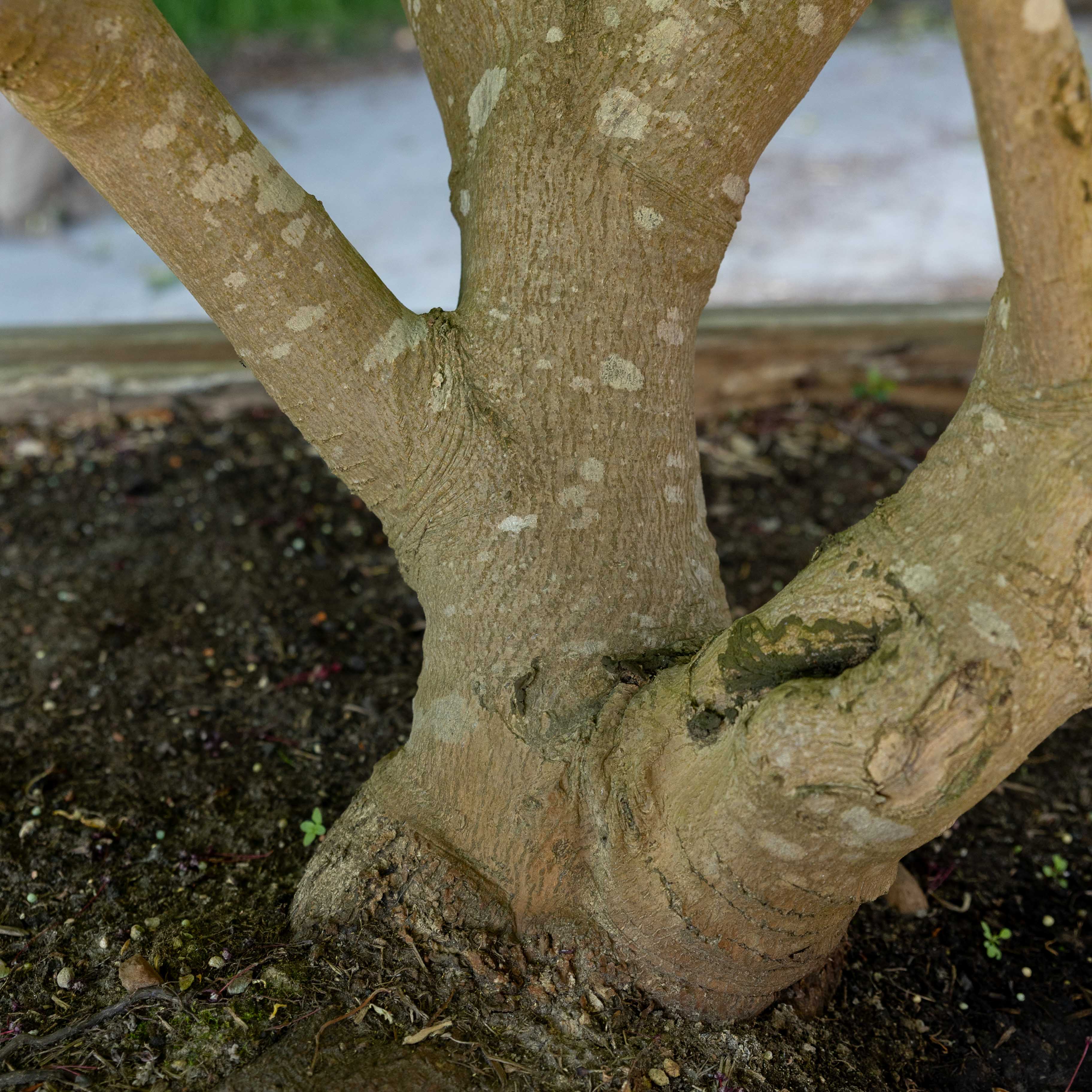 Acer japonicum 'Aconitifolium' VJ