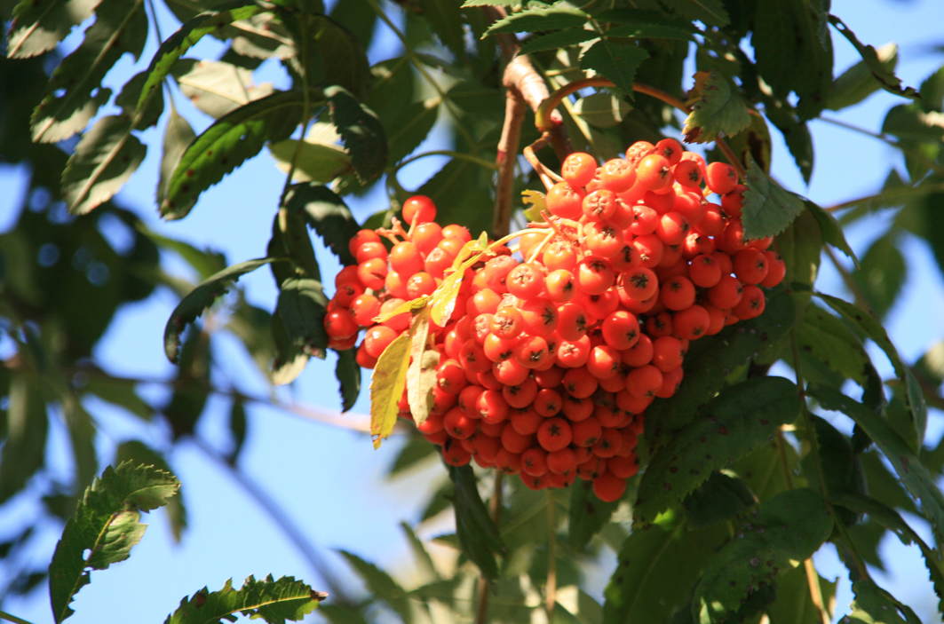 Orangene kleine Früchte  hängen am Baum