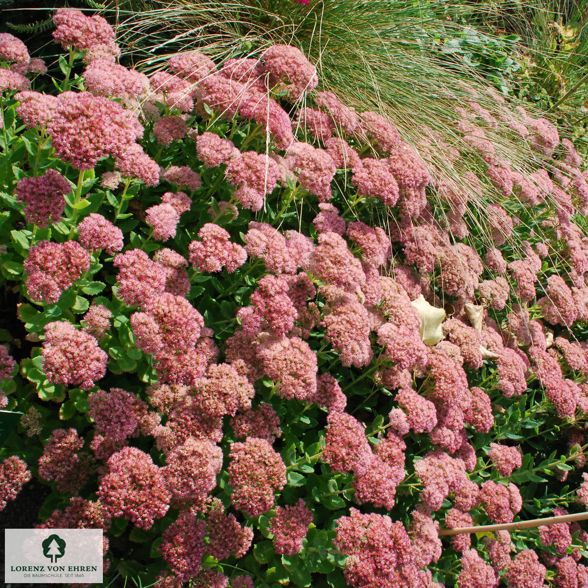 Sedum 'Herbstfreude'