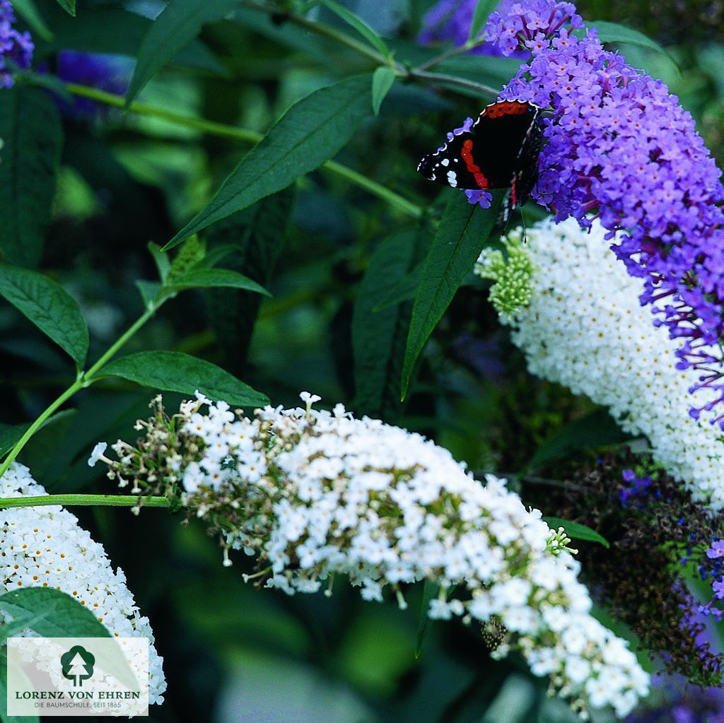 Buddleja davidii 'Dart's Ornamental White'