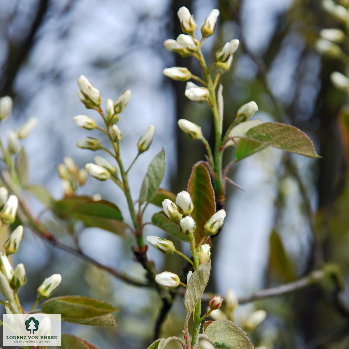 Amelanchier rotundifolia