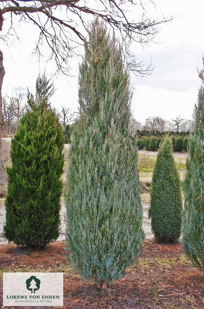 Juniperus scopulorum 'Skyrocket'