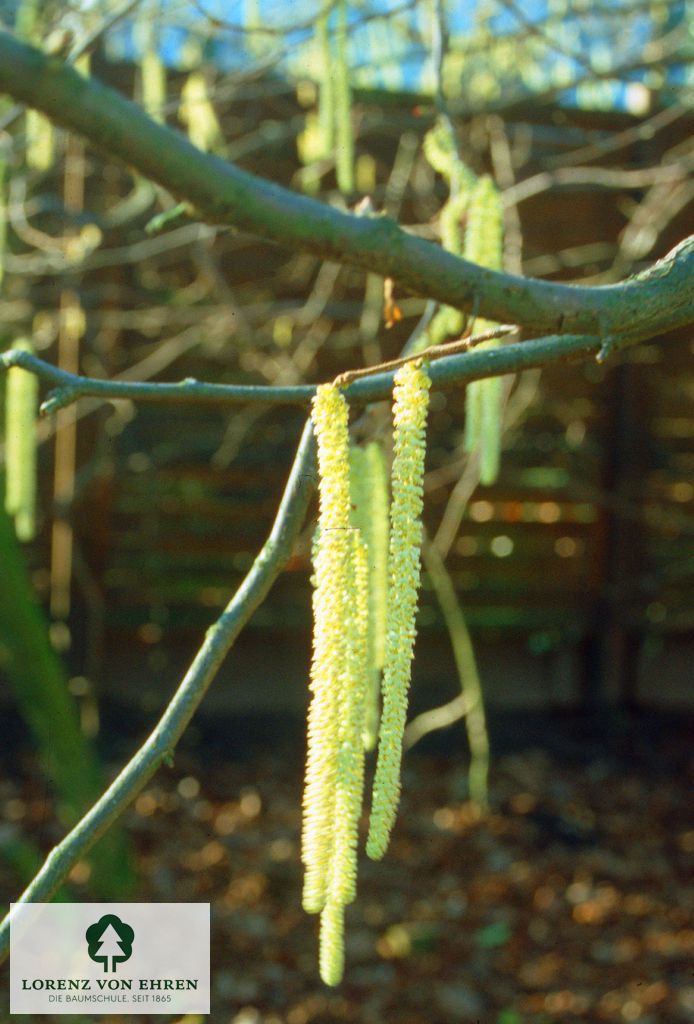 Corylus avellana