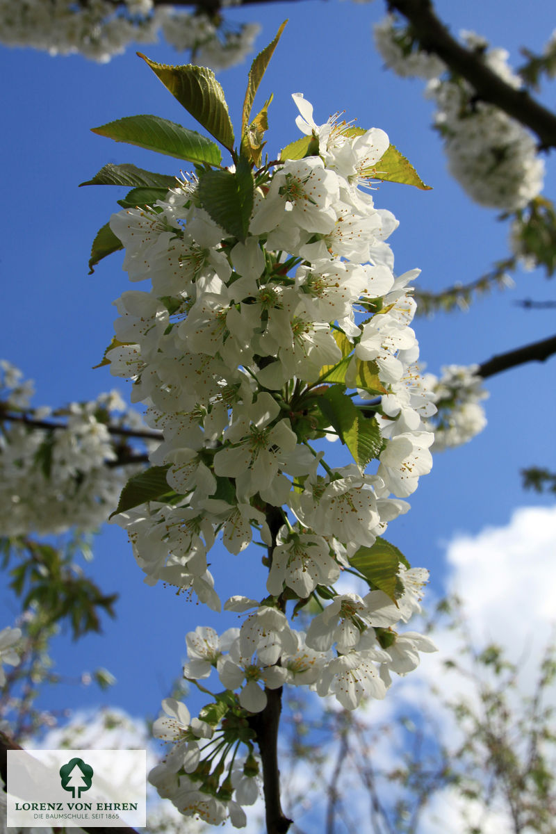 Prunus avium 'Büttners Rote Knorpelkirsche'