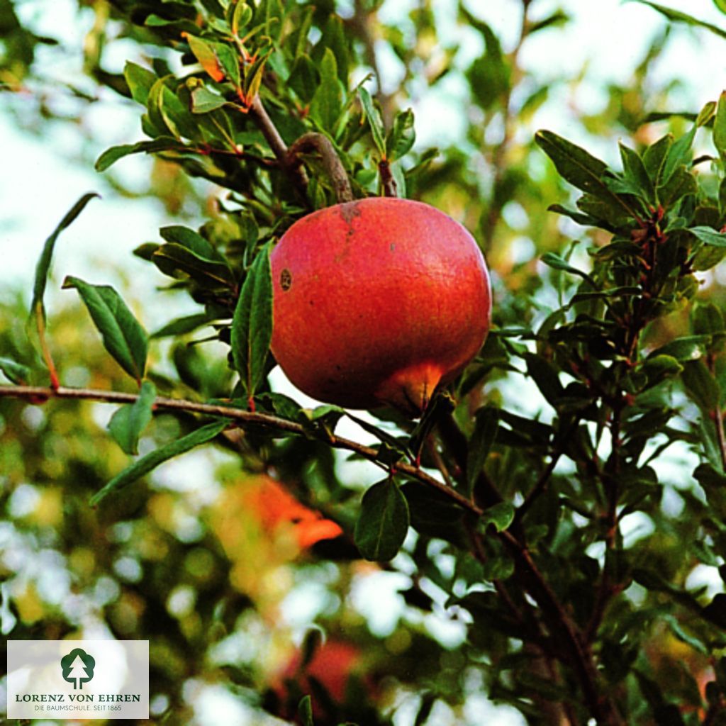 Punica granatum