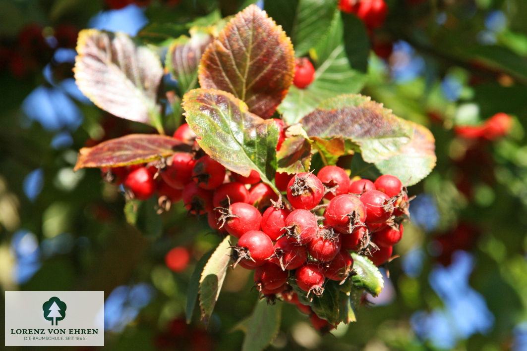 Crataegus crus-galli